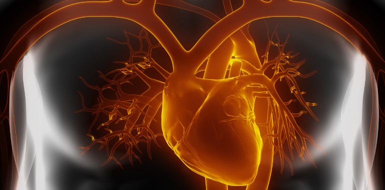 Cardiovascular health - outline of heart and arteries in chest wall